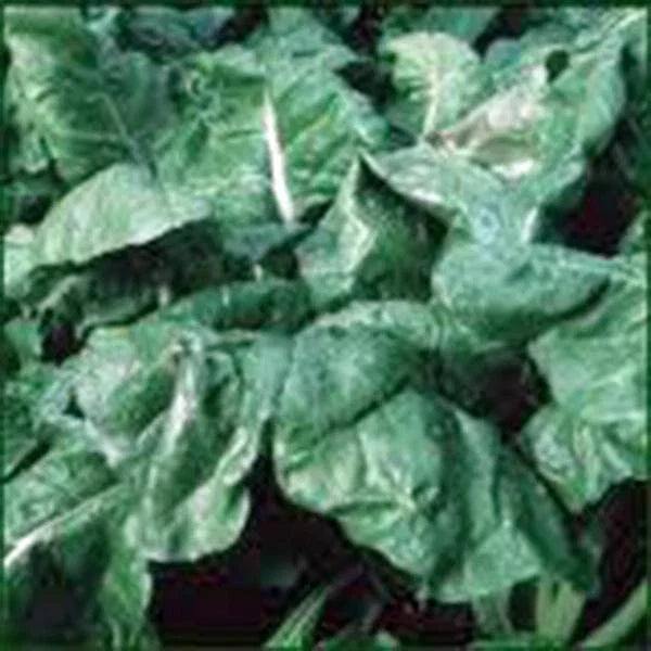 Heirloom Spinach Seeds, 500 Non-GMO America Variety, Spinacia oleracea - Perfect for Home Gardening and Nutritious Harvest