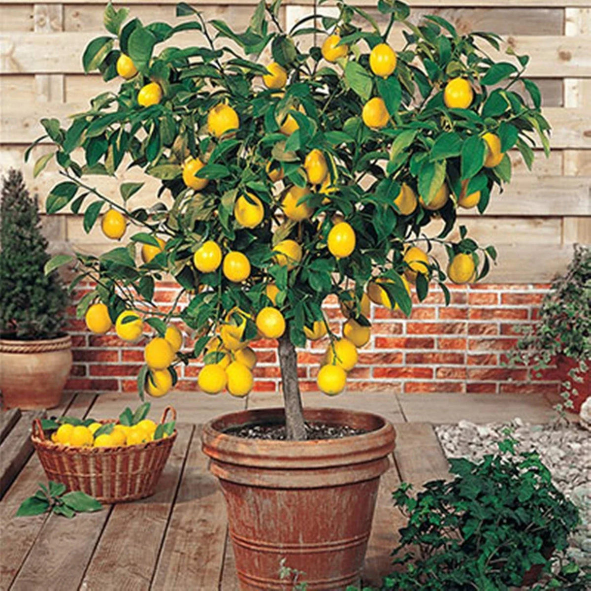 Meyer Lemon Tree - 8-14" Live Citrus Plant in 10" Pot - Citrus limon, Dwarf Variety for Indoor/Outdoor Garden