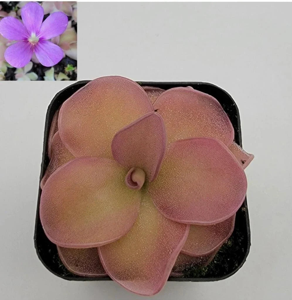 Butterwort Pinguicula pirouette Bare-root Carnivorous Plant - Unique Rosette Shape for Indoor/Outdoor Gardens