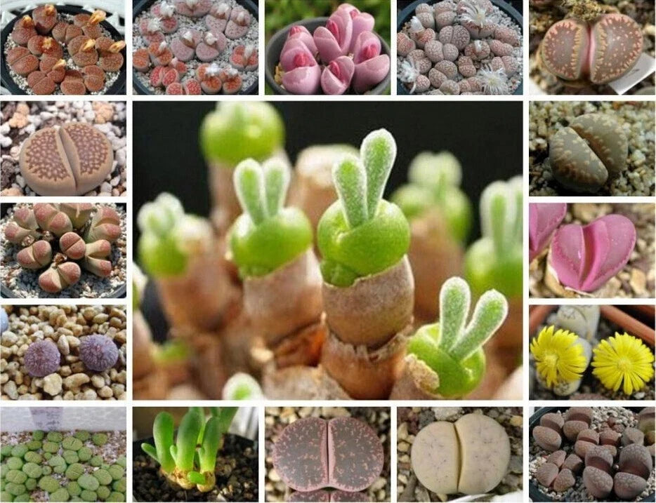 Mixed Succulent Seeds Pack - 100 Seeds - Colorful Varieties - Non-GMO, Easy to Grow, Ideal for Gardening - Various Species
