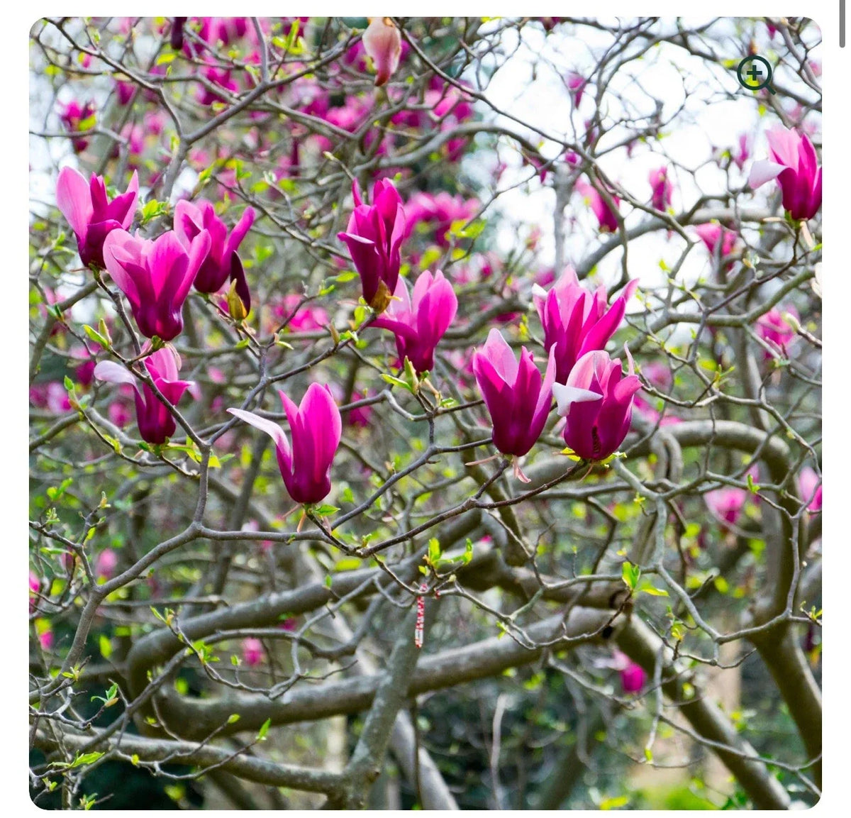Tinkerbelle Magnolia Hybrid Tree 1 Gallon Pot - Fragrant Blooms - Magnolia x loebneri - Ideal for Small Gardens
