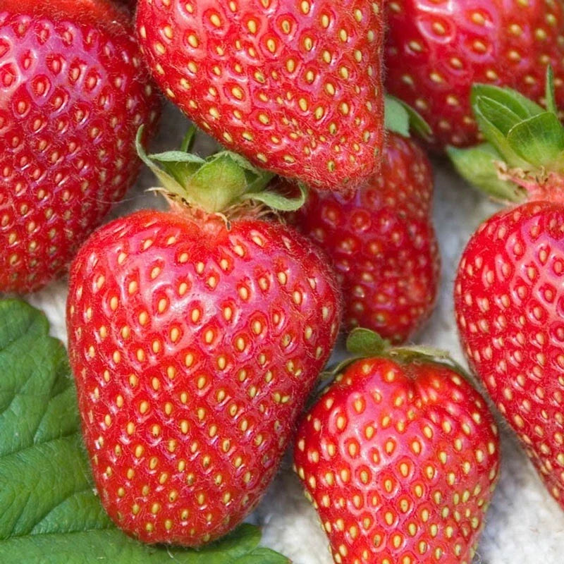 Allstar Junebearing Strawberry Plants Lot of 25 Fragaria × ananassa High Yield Sweet Berries Disease Resistant