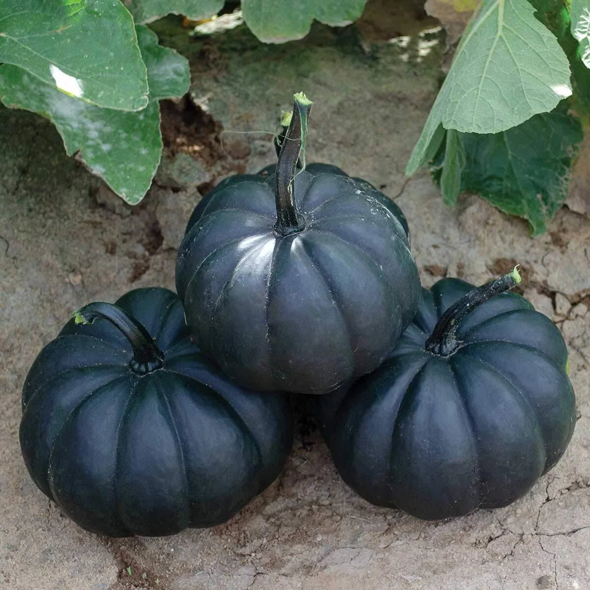 Black Pumpkin Seeds Packet | 10 Seeds | Black Kat Variety | Cucurbita pepo for Unique Autumn Decor and Culinary Use