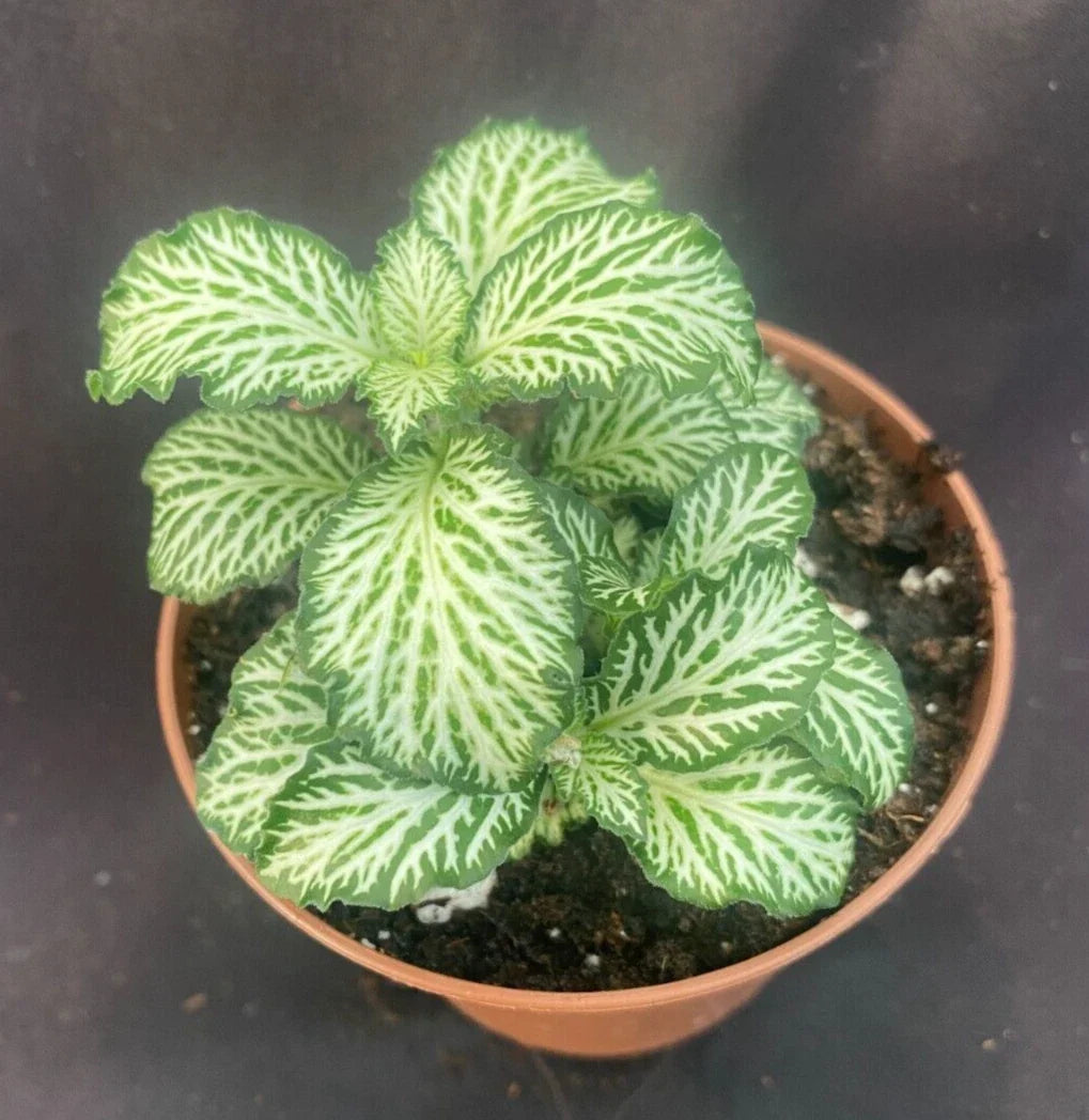 Fittonia White Tiger Plant - 3" Rooted Houseplant - Easy Care Indoor Plant - Fittonia albivenis - Vibrant Green & White Foliage