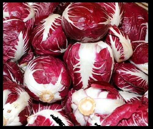 Radicchio Seeds - 5,000 Bulk Seeds - Rouge De Verona Red Chicory - Cichorium intybus - Non-GMO, High Germination Rate