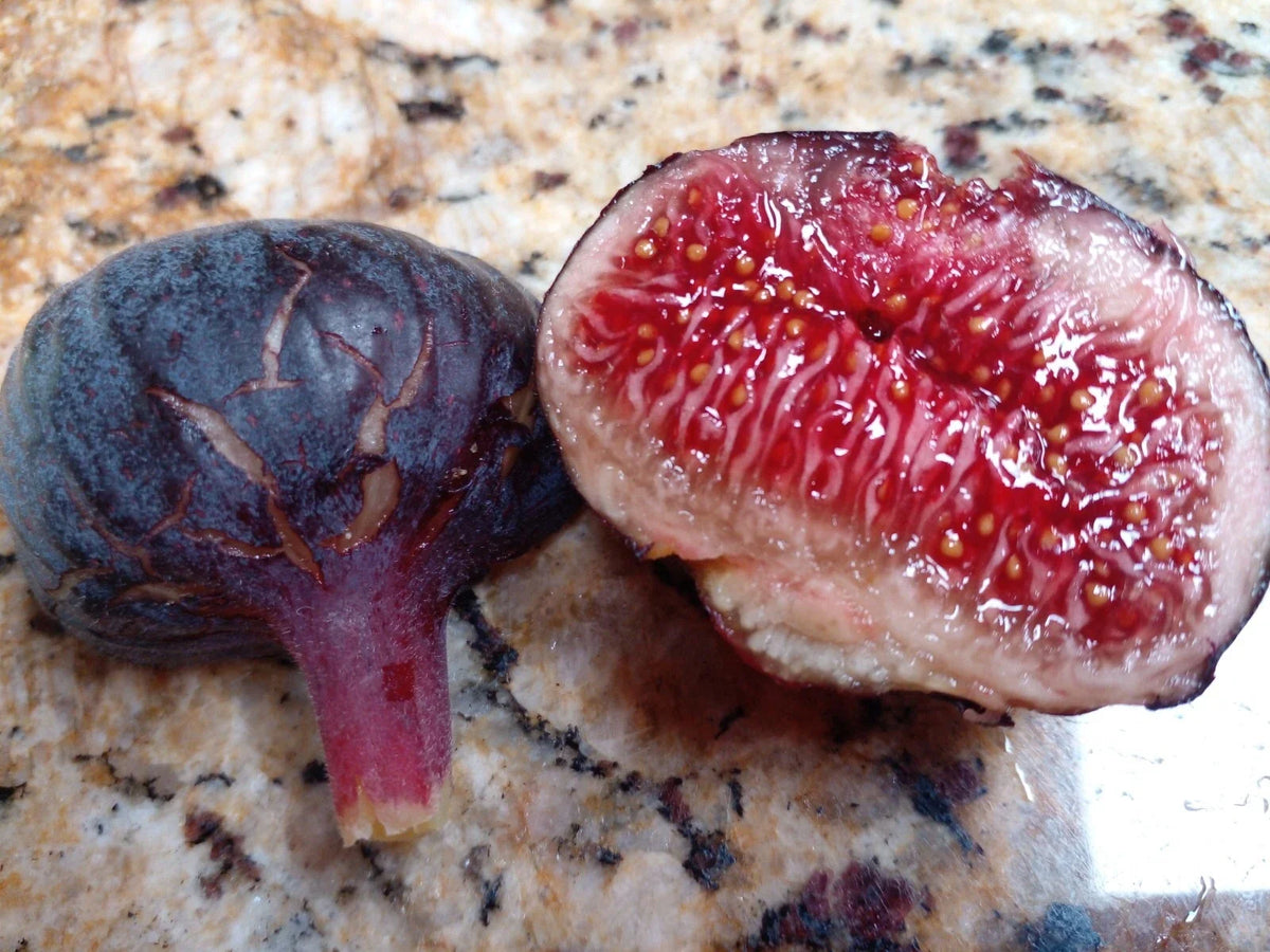 Cherry Cordial Fig Cuttings - 2 Premium Cuttings - Ficus carica 'Cherry Cordial' - Tangy Sweet Flavor for Home Gardens