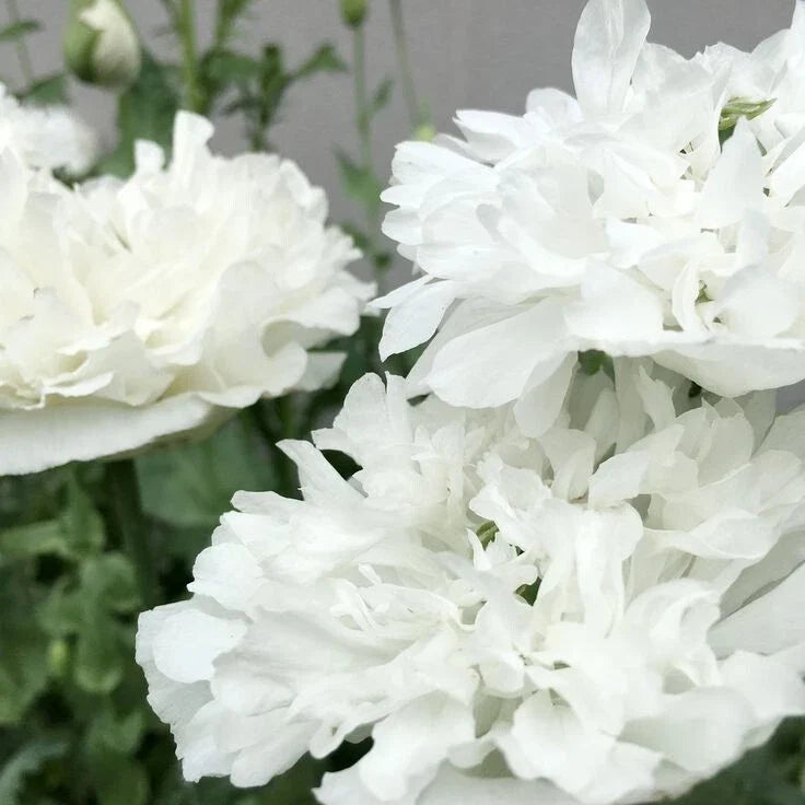 White Cloud Poppy Seeds - 200+ Pack - Papaver somniferum - USA Grown, Non-GMO, Ideal for Garden Planting