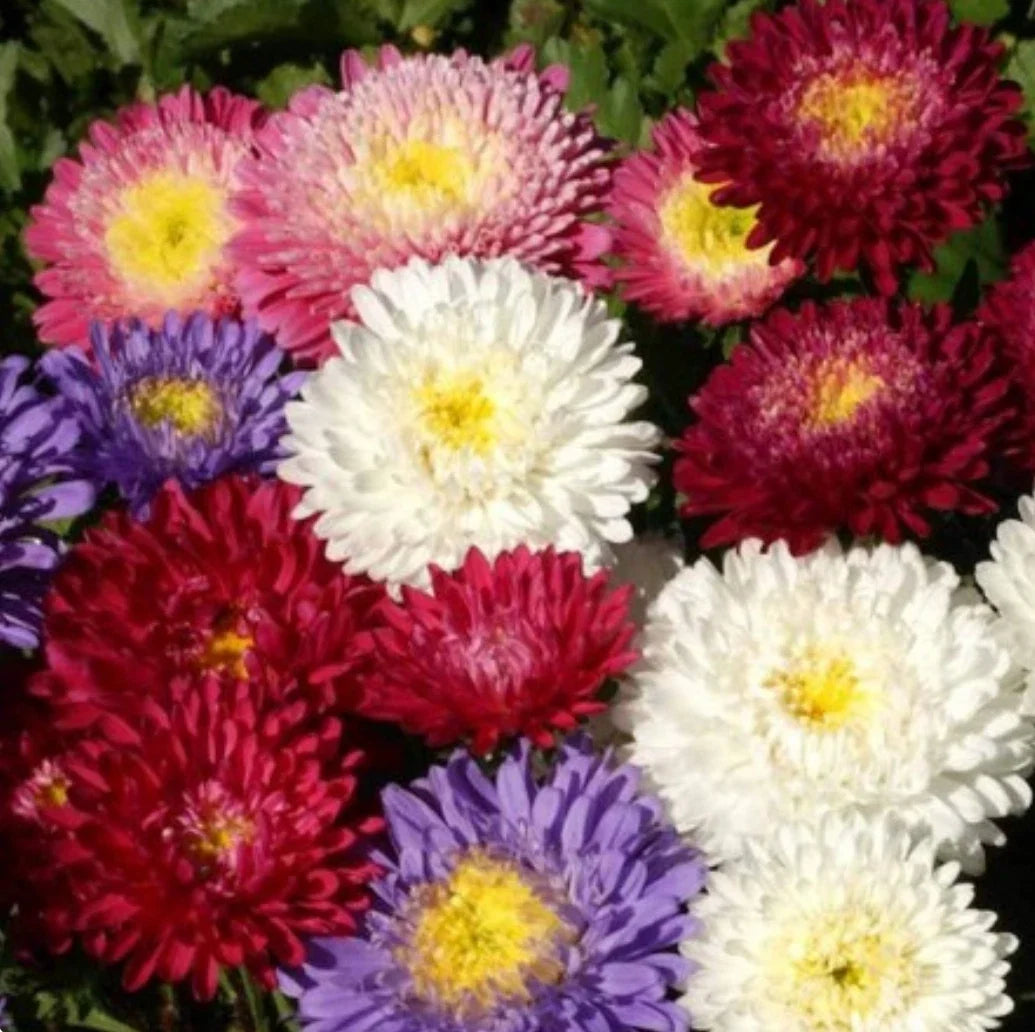 Aster Powder Puff Seed Mix - 300+ Seeds, White Pink Purple - Callistephus Chinensis - Non-GMO Garden Flowers