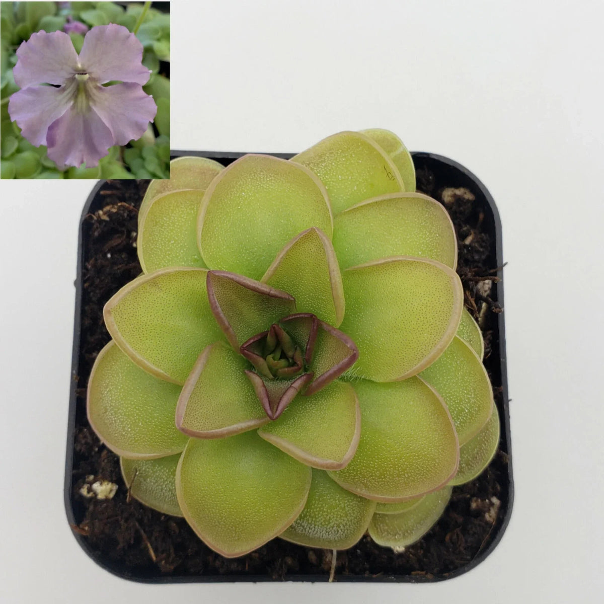 Carnivorous Plant Pinguicula 'Hanka' Butterwort - 4-Inch Live Plant, Purple Flowers, Ideal for Terrariums, Easy Care
