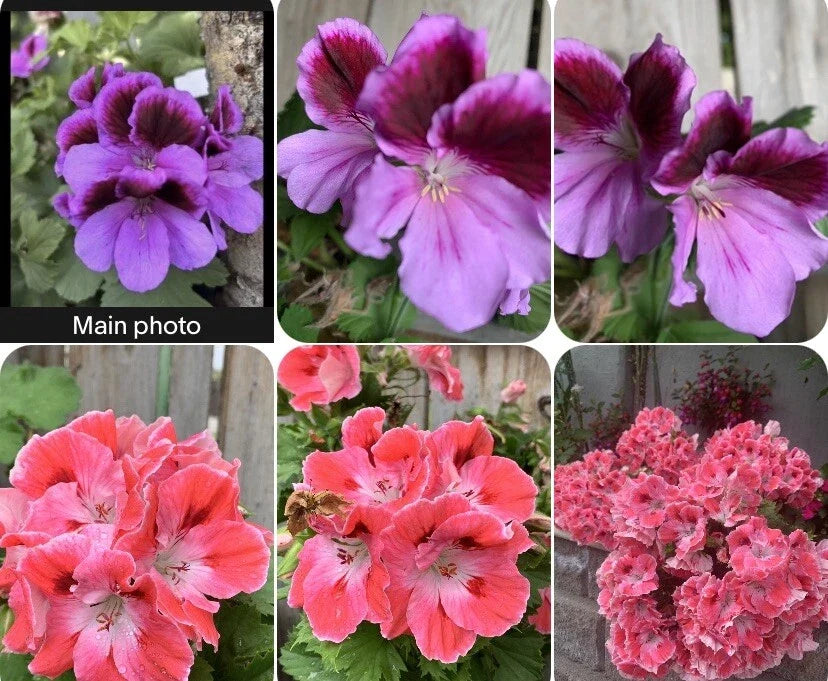 Rare Geranium Plants - 3" Pot - Unique Varieties - Pelargonium spp. - Compact, Vibrant Colors for Collectors and Gardeners
