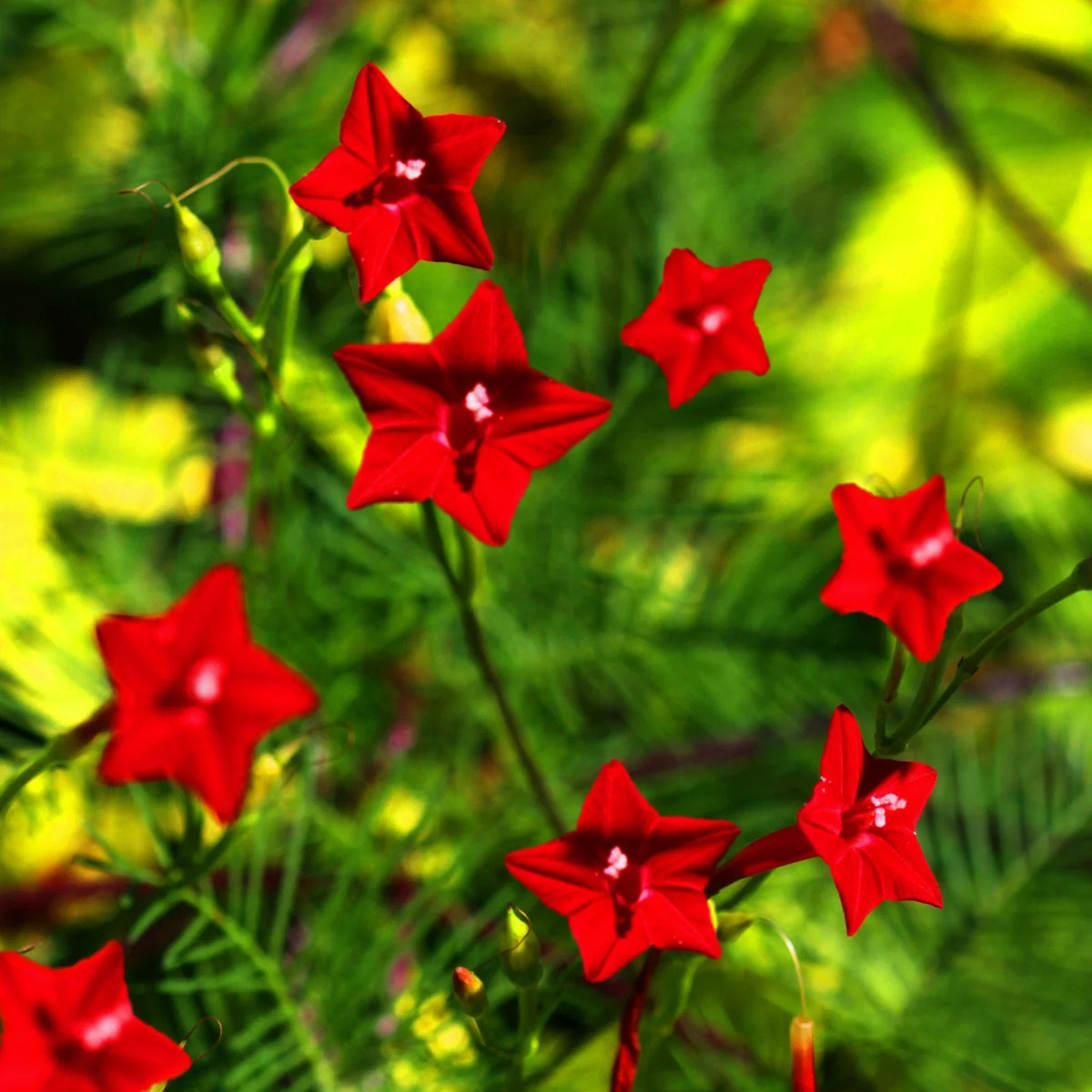 Red Cypress Vine Seeds - Ipomoea Quamoclit Cardinal Climber - Fast-Growing Red Flowering Vine for 2025 Planting