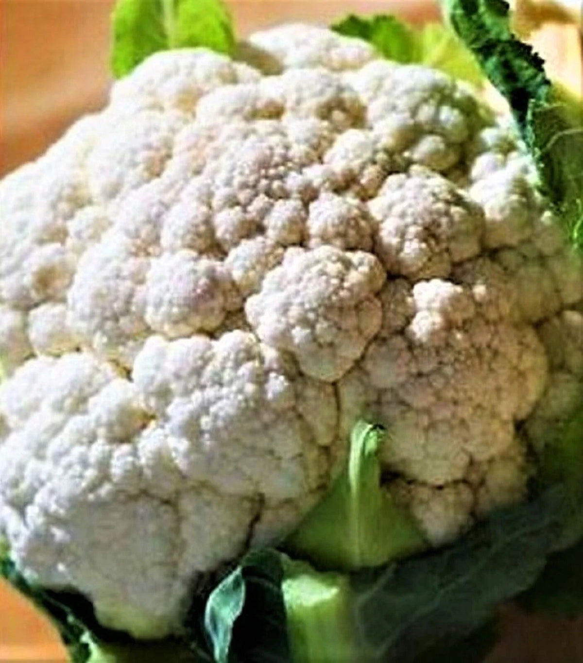 Self Blanching Cauliflower Seeds 200+ Non-GMO Brassica oleracea Easy Grow Vegetable Seeds for Home Gardening