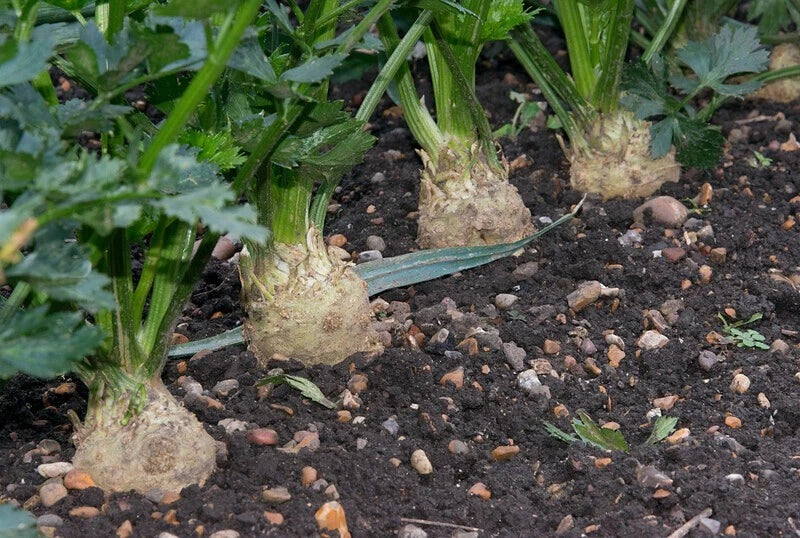 Celeriac Seeds 1500 Pack - Giant Prague Non-GMO Celery Root Seeds - Apium graveolens var. rapaceum - Ideal for Gardens