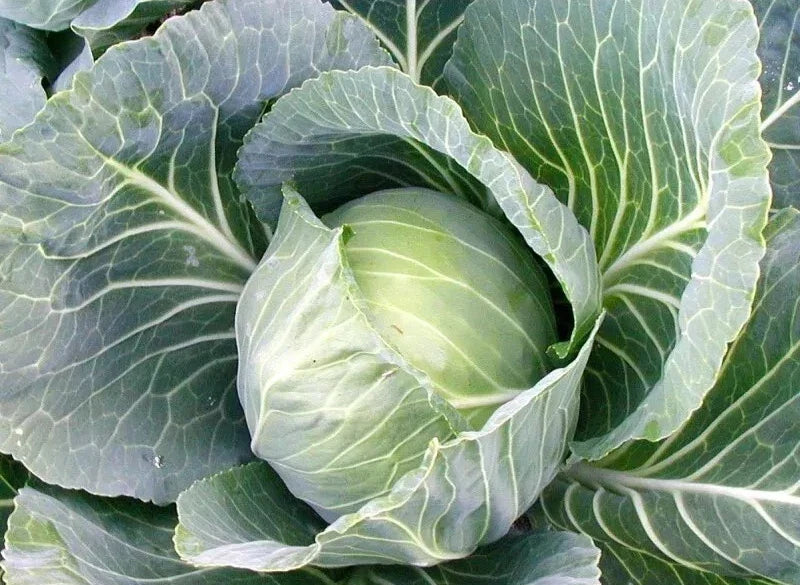 Cabbage Seeds Packet - 200+ Heirloom Early Jersey Wakefield - Non-GMO Brassica oleracea - Fast-Growing Vegetable Seeds