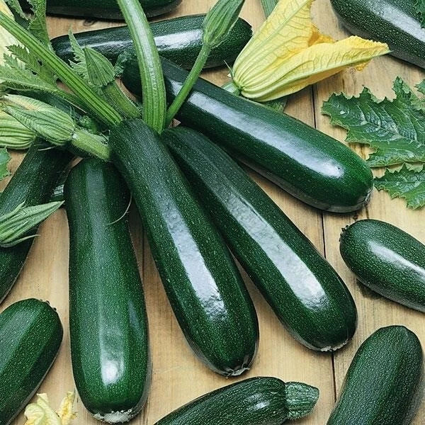 Organic Heirloom Dark Green Zucchini Squash Seeds - 25 Non-GMO Seeds (Cucurbita pepo) for Home Gardening and Container Planting