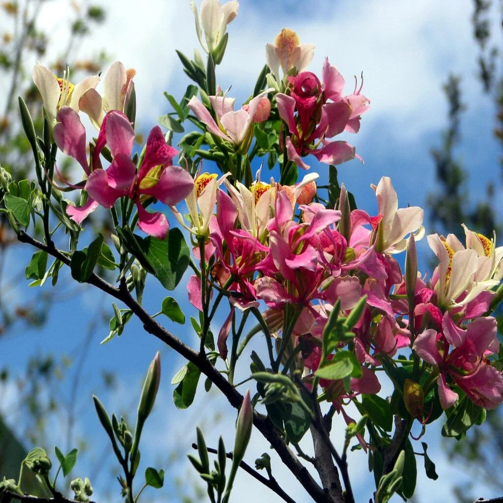Pink Orchid Tree Seeds - Rare Tropical Butterfly Flower, Bauhinia monandra, Exotic Plant for Unique Gardens
