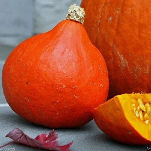 Japanese Red Kuri Squash Seeds | Uchiki Kuri Heirloom Non-GMO | Cucurbita maxima | 20 Seeds per Packet