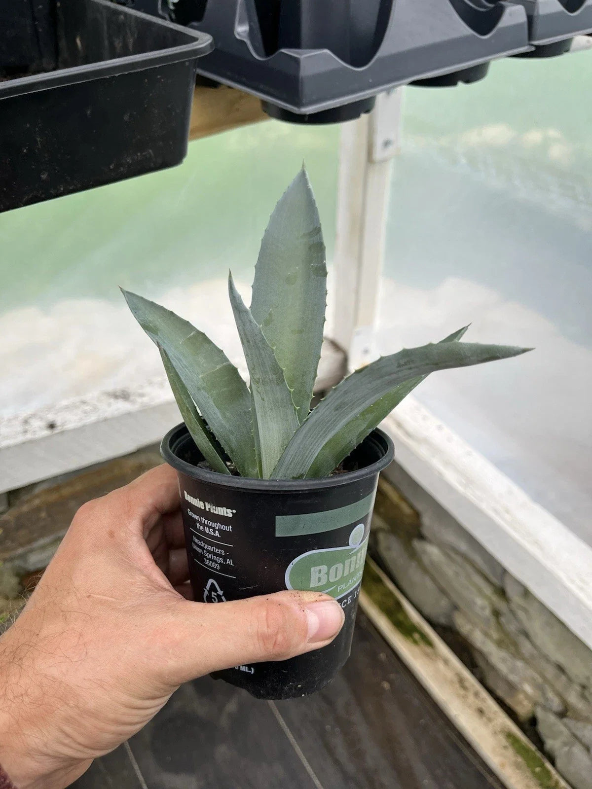 Agave Plant 4” Pot Unknown Variety Succulent Decor Agave sp. Indoor/Outdoor Low-Maintenance Drought-Resistant