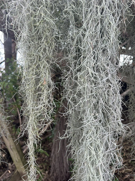 1 Gal Fresh Live Spanish Moss - Air Plant Decor - Tillandsia Usneoides for Orchids & Floral Arrangements