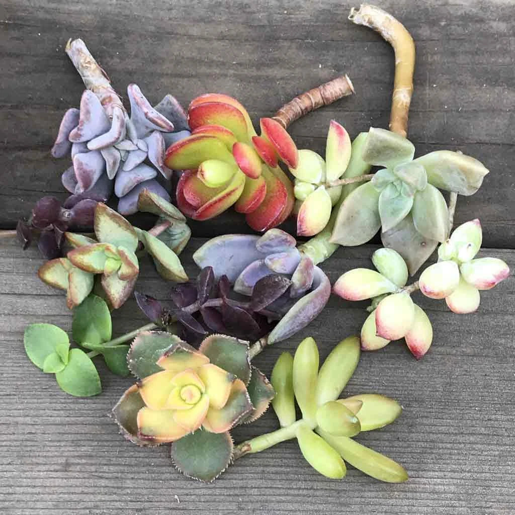 Colorful Succulent Cuttings - 14 Pieces - Mystery Variety - Ideal for DIY Planters and Terrariums - Various Species