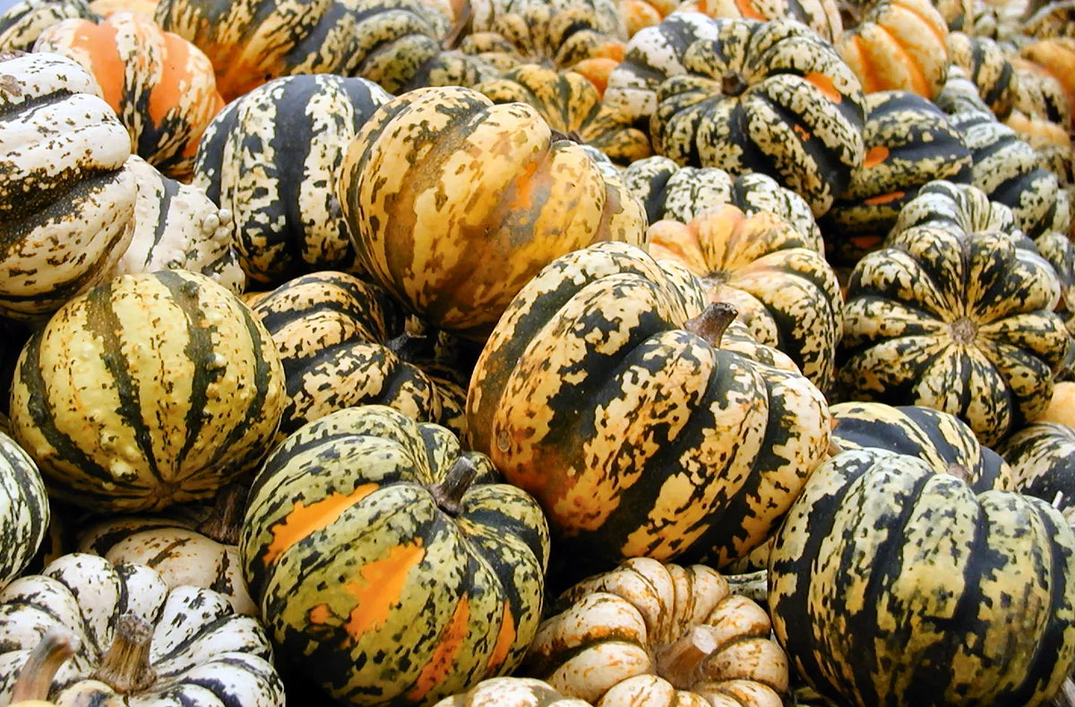 Celebration Squash Seeds - Heirloom Vegetable Seeds for Planting - Cucurbita pepo - Non-GMO, High Germination Rate