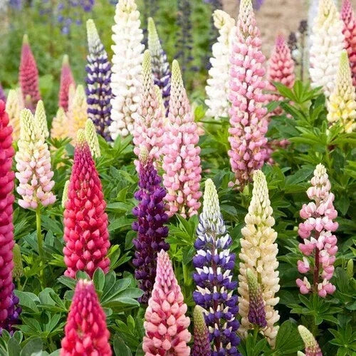 Russell Lupine Seeds | Non-GMO Flower Seeds | Blue, Purple, Pink, White | Lupinus polyphyllus | 50-1,000 Seeds
