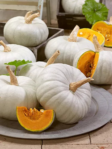 White Prince Pumpkin Seeds - 25 Pack Organic Cucurbita pepo - Creamy-White Pumpkins for Garden & Cooking