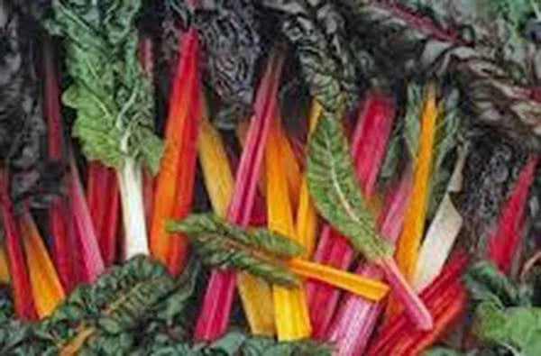 Swiss Chard Seeds - Rainbow Heirloom Variety, Non-GMO 500 Count, Beta vulgaris subsp. cicla, Colorful Leafy Greens for Gardens