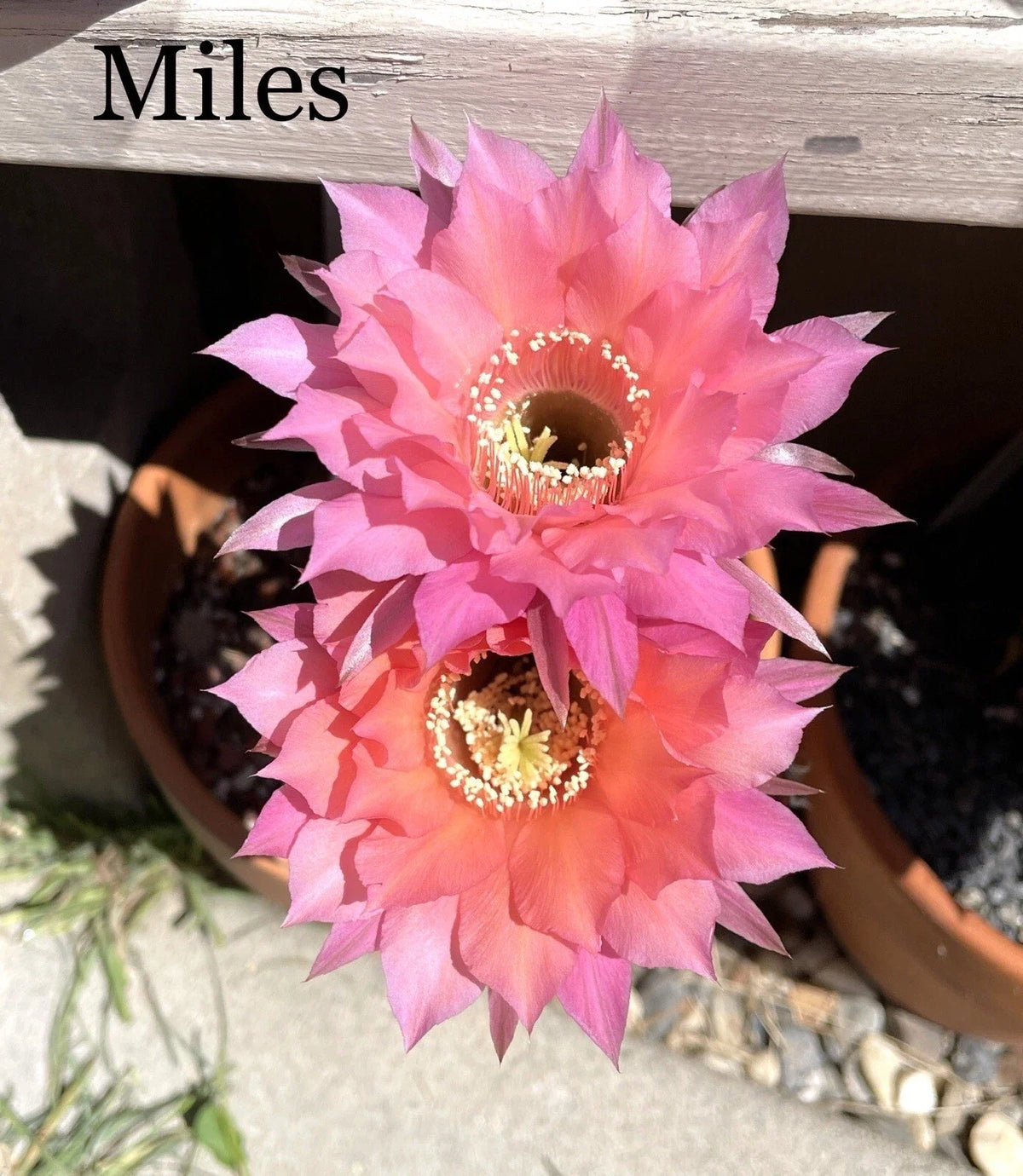 Echinopsis Hybrids Cactus Pups - Rooted Succulents in 4-inch Pots - Colorful Varieties - Echinopsis spp.
