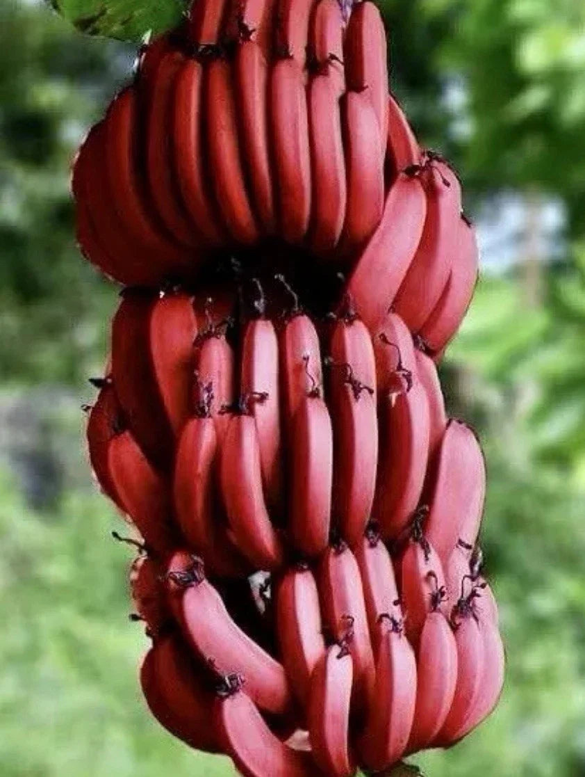 Cuban Red Banana Plants - 2 Live Musa acuminata var. 'Red' - Tropical Indoor/Outdoor Decor - Striking Red Fruit & Foliage