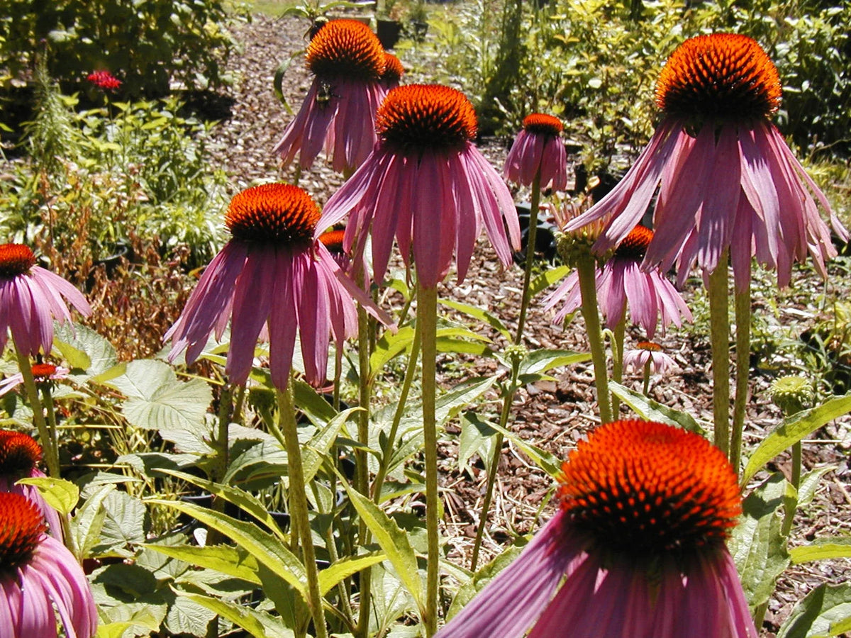 305 Coneflower Seeds - Purple Echinacea - Echinacea purpurea - Organic, Perennial, Attracts Pollinators, Free Shipping