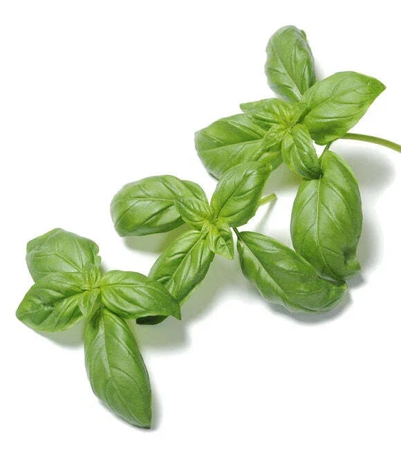 Organic Basil Seeds 500 Count - Super Sweet Ashalim - Ocimum basilicum - Non-GMO Heirloom Variety for Gardening