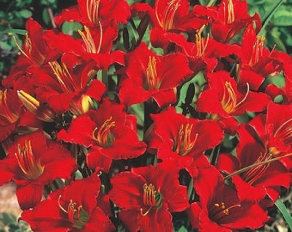 Mixed Daylily Bareroot Plants - 5 Sprouting Varieties - Hemerocallis spp. - Colorful Perennials for Easy Gardening