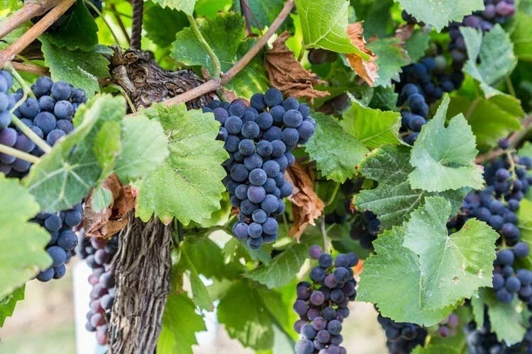 Organic Concord Grape Seeds - 20 High Yield Seeds - Vitis labrusca - Sweet Flavor for Juicing & Winemaking