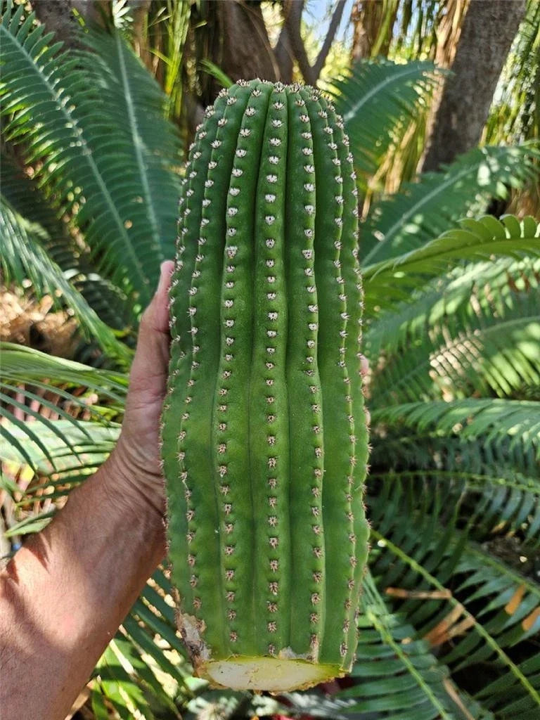 Echinopsis Hybrid Riverside Cutting - Large Unrooted 12x4 Inch Succulent - Echinopsis spp. for Cacti Lovers and Propagation Enthusiasts