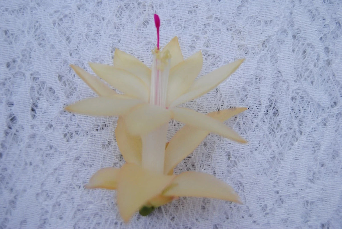 Christmas Cactus Starter Plant 4-Inch Comet Schlumbergera Truncata Easy Care Indoor Succulent Non-Toxic Pet Friendly
