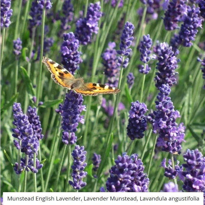 Lavender Seeds - 200 Non-GMO Munstead Perennial Seeds - Lavandula angustifolia - Fragrant Purple Flowers for Gardens
