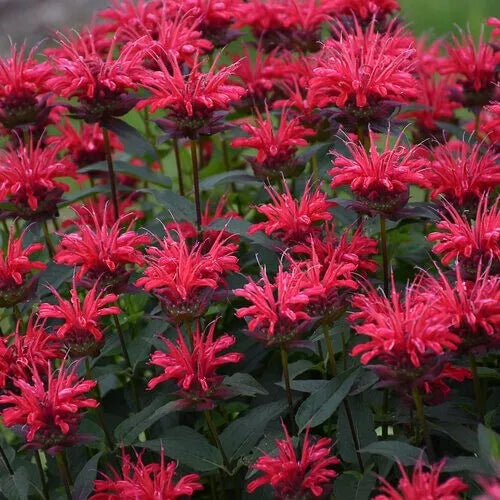 Red Velvet Bee Balm Seeds - 100 Count - Monarda didyma - Hummingbird Flower Seeds for Garden Pollinators