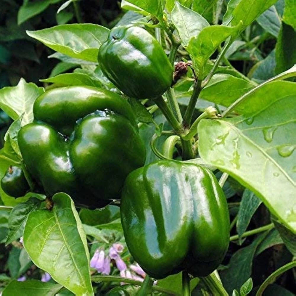Emerald Giant Sweet Bell Pepper Seeds, Non-GMO Heirloom, Capsicum annuum, Perfect for Stuffing and Grilling