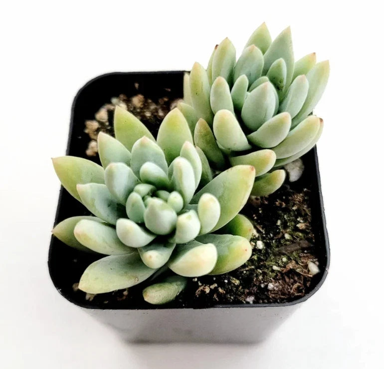 Sedeveria 'Silver Frost' Succulent Live Plant 2 Inch | Low Maintenance Indoor Decor | Sedeveria Hybrid