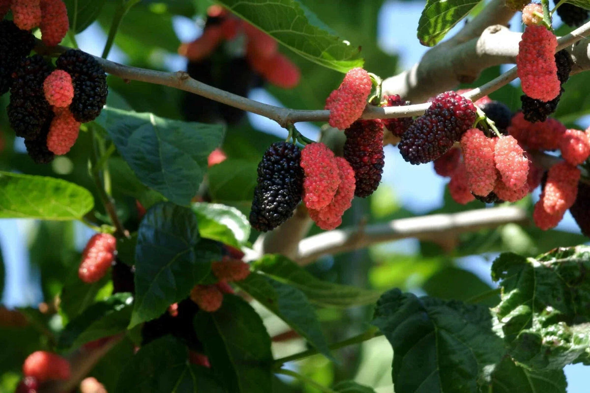 Illinois Everbearing Mulberry Tree Starter Plant - Morus alba x Morus rubra - Sweet Fruit, Fast-Growing, Low Maintenance