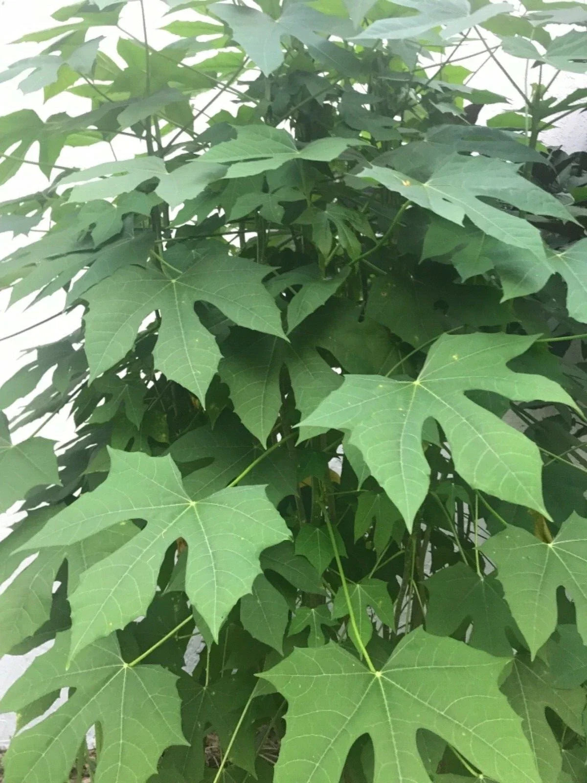 Chaya Manya Cuttings - 3 Organically Grown Spinach Plant Cuttings for Easy Rooting (Cnidoscolus aconitifolius)