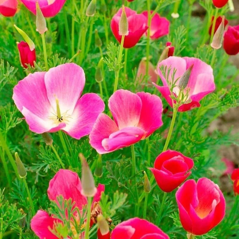 Poppy Flower Seeds 50 Count Carmine King Papaver rhoeas - Vibrant Red Blooms for Garden, Easy to Grow, Attracts Pollinators