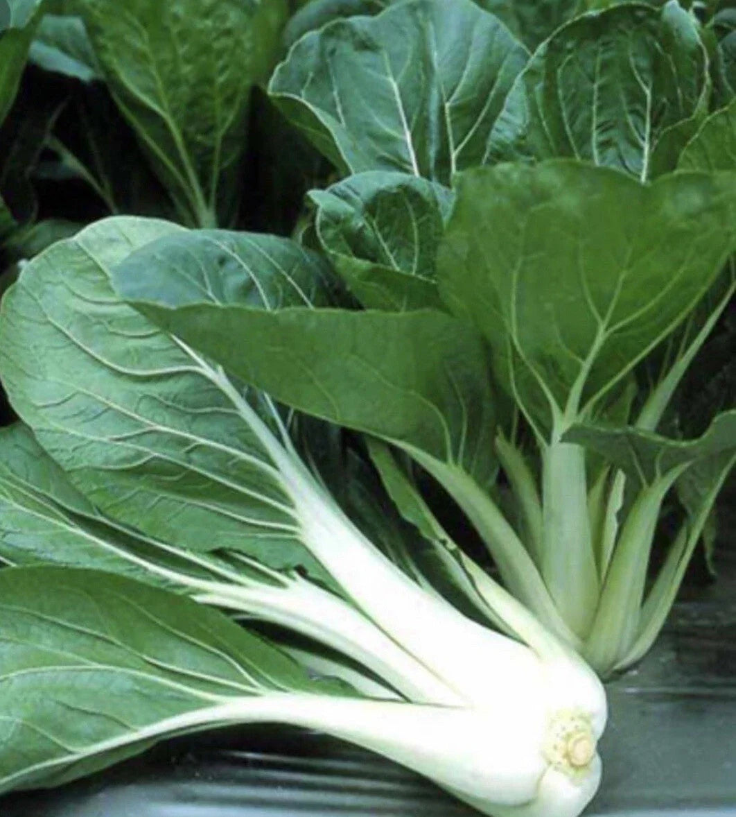 Pechay Seeds 200+ Pack | Non-GMO Chinese Cabbage | Brassica rapa subsp. chinensis | Fast-Growing Vegetable for Garden