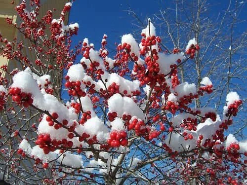 Live Winterberry Holly Shrub - Winter Red - Ilex verticillata 'Winter Red' - Well Rooted Plant for Gardens and Landscapes