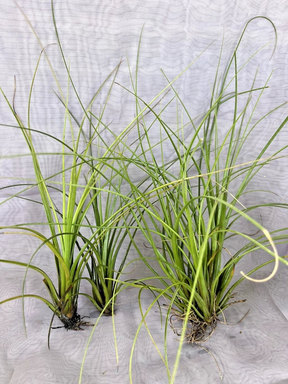 Air Plant Pack of 3 - Small Tillandsia Floridana - Unique Indoor Decor - Soil-Free Air Plants for Home and Gardens