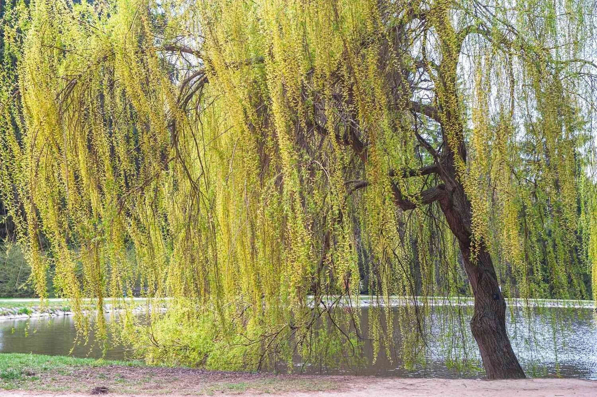 Golden Willow Tree Cuttings 10 Pack - Salix alba 'Vitellina' - Easy to Grow, Fast-Growing Garden Plants for Landscaping