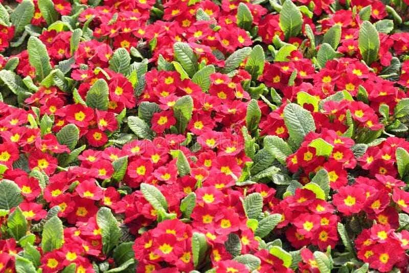 Primula Mala Seeds 100 Count Red GL - Hardy Perennial Flower Seeds for Gardening - Primula mala