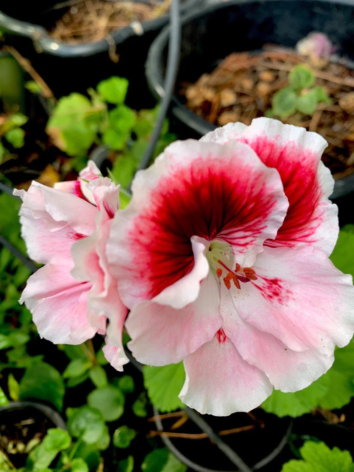 Fresh Cuttings Geranium Plant 3 Pack, White & Maroon, Perennial Pelargonium