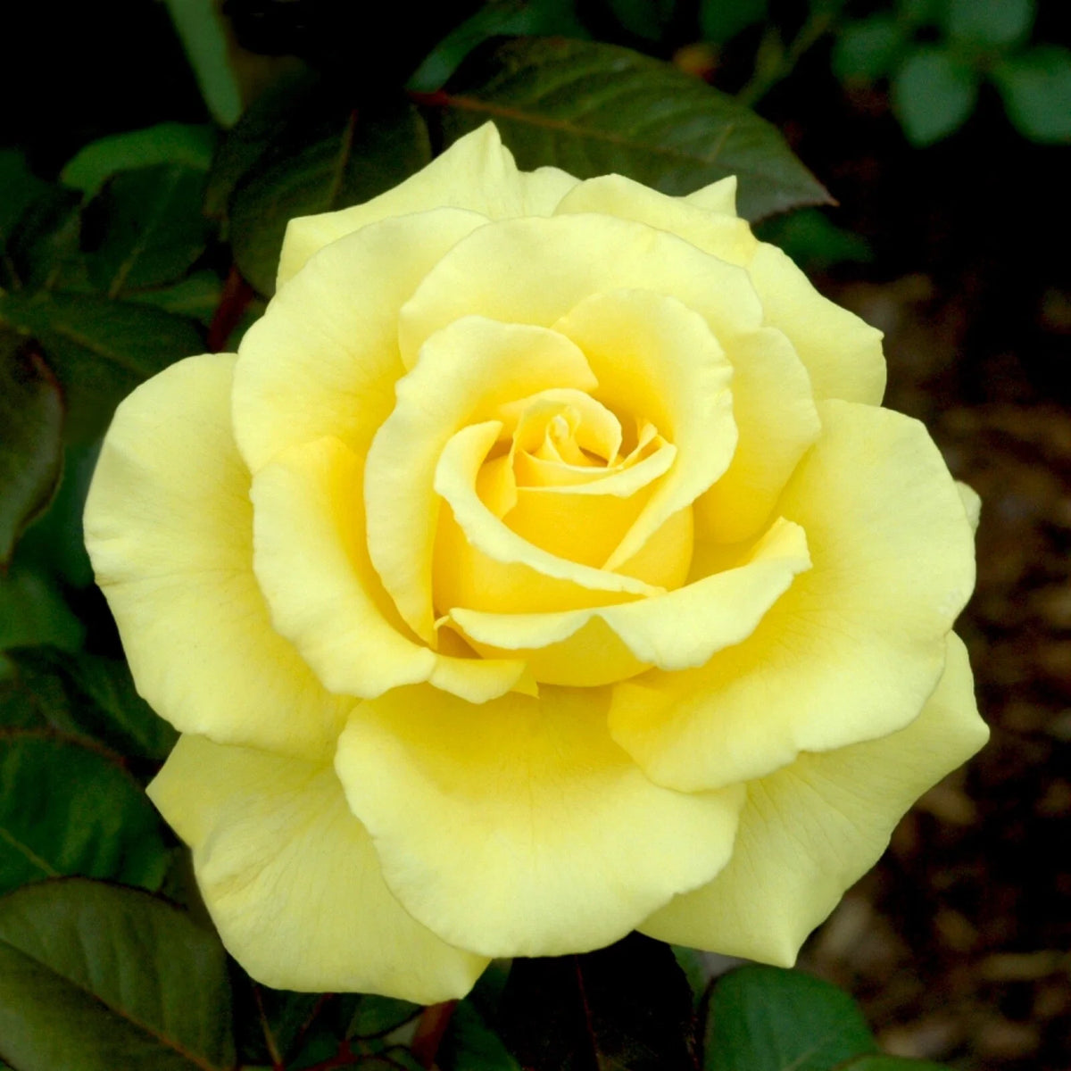 Yellow Texas Rose Cuttings (3) for Rooting - Rosa 'Texas Yellow' - Vibrant Blooms for Landscaping and Container Gardening